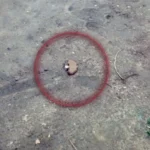 У Корабельному районі Херсона поліція знищила 12 мін-«пелюсток»