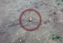 У Корабельному районі Херсона поліція знищила 12 мін-«пелюсток»