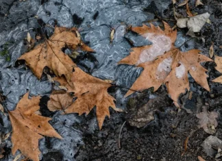 Яка погода очікується в Херсоні та області 18 січня 2026 року?