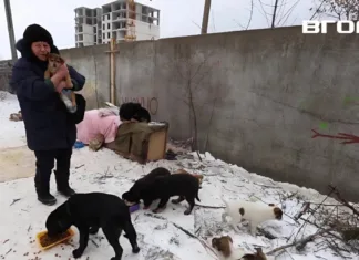 Безпритульні собаки в Херсоні. Хто займається стерилізацією і чому вона не встигає за збільшенням зграй