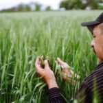 Украинский агроэкспорт: доля ЕС сократилась, растут поставки в Азию и Африку