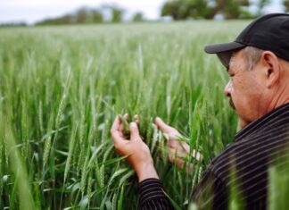 Украинский агроэкспорт: доля ЕС сократилась, растут поставки в Азию и Африку