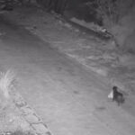 В Италии мужчина научил собаку незаконно выбрасывать мусор: «схему» разоблачили правоохранители (видео)