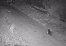 В Италии мужчина научил собаку незаконно выбрасывать мусор: «схему» разоблачили правоохранители (видео)