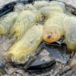 На пляж в Британии выбросило загадочное морское существо (фото)