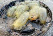 На пляж в Британии выбросило загадочное морское существо (фото)