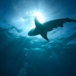 Не имеющий выхода к морю регион буквально кишит акулами: как хищники смогли пробраться сюда (фото)