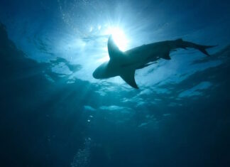 Не имеющий выхода к морю регион буквально кишит акулами: как хищники смогли пробраться сюда (фото)