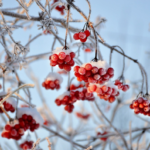 Возвращение морозов и гололедица: где в Украине ожидать -12 (карта)