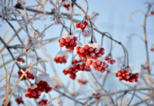 Возвращение морозов и гололедица: где в Украине ожидать -12 (карта)