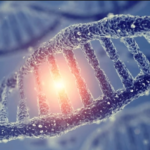 Скрывается ли долголетие в генах: новое исследование ищет ответ