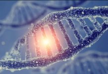 Скрывается ли долголетие в генах: новое исследование ищет ответ