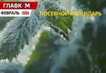 Посевной календарь на февраль 2026: старт рассадного сезона и подготовка к весне