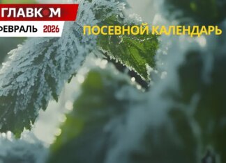 Посевной календарь на февраль 2026: старт рассадного сезона и подготовка к весне