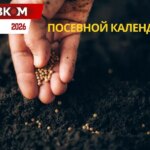Посевной календарь на март 2026: горячая пора на подоконниках и первые шаги в саду