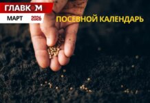 Посевной календарь на март 2026: горячая пора на подоконниках и первые шаги в саду