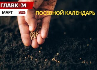 Посевной календарь на март 2026: горячая пора на подоконниках и первые шаги в саду