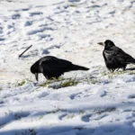 Яка погода очікується в Херсоні та області 15 лютого 2026 року?