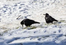 Яка погода очікується в Херсоні та області 15 лютого 2026 року?