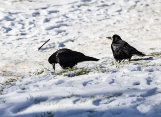 Яка погода очікується в Херсоні та області 15 лютого 2026 року?