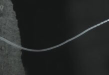 Их рост сравним с Эверестом: в болоте найдены самые большие бактерии в мире (видео)