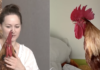 «Он нас пасет»: украинка живет в квартире с петухом Цыпой (видео)