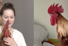 «Он нас пасет»: украинка живет в квартире с петухом Цыпой (видео)