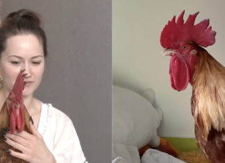 «Он нас пасет»: украинка живет в квартире с петухом Цыпой (видео)