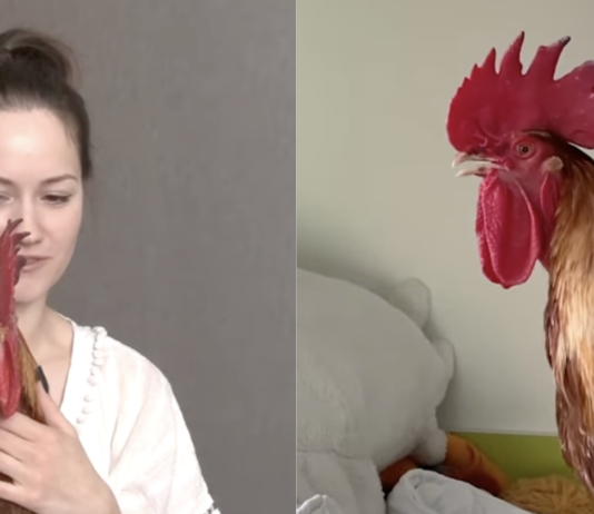 «Он нас пасет»: украинка живет в квартире с петухом Цыпой (видео)