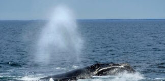 Осталось менее 400: самый редкий кит в мире вновь под угрозой вымирания из-за людей
