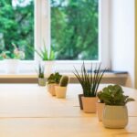 7 комнатных растений, которые поглощают влагу и спасают от плесени (фото)