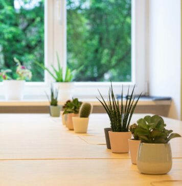 7 комнатных растений, которые поглощают влагу и спасают от плесени (фото)