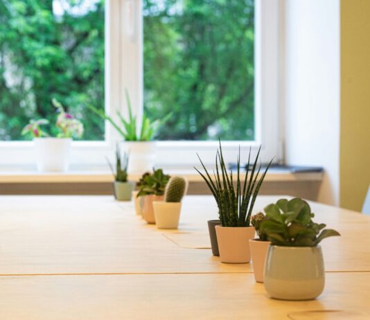 7 комнатных растений, которые поглощают влагу и спасают от плесени (фото)