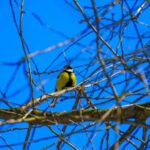 «Все признаки весны уже есть»: Диденко рассказала, ждать ли украинцам тепла в ближайшие дни (карта)