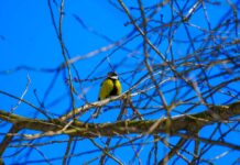 «Все признаки весны уже есть»: Диденко рассказала, ждать ли украинцам тепла в ближайшие дни (карта)