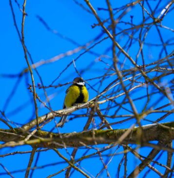 «Все признаки весны уже есть»: Диденко рассказала, ждать ли украинцам тепла в ближайшие дни (карта)
