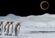 Землю ждет затмение «огненного кольца»: лучшие места для наблюдения достанутся пингвинам