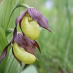 На Херсонщині можуть створити новий заказник на честь родини Фальц-Фейнів