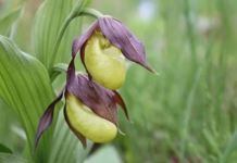 На Херсонщині можуть створити новий заказник на честь родини Фальц-Фейнів