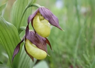 На Херсонщині можуть створити новий заказник на честь родини Фальц-Фейнів