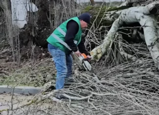 Через негоду у Херсоні попадали дерева — вони заблокували рух на дорогах