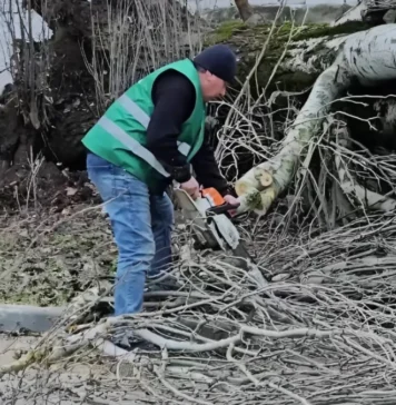 Через негоду у Херсоні попадали дерева — вони заблокували рух на дорогах