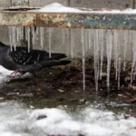 Чи очікувати магнітні бурі 13 лютого 2026 року?