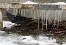 Чи очікувати магнітні бурі 13 лютого 2026 року?