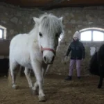 Поні евакуйовані з Херсонської області перебувають у центрі на Миколаївщині