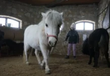 Поні евакуйовані з Херсонської області перебувають у центрі на Миколаївщині