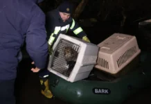 У Кропивницькому вдруге рятували тварин, яких раніше евакуювали після підриву Каховської ГЕС