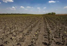 Аграрії з Херсонщини можуть отримати компенсацію за втрачений врожай