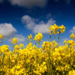 «Выбили нас с рынка ЕС». Соево-рапсовые пошлины нанесли ущерб фермерам – ACC