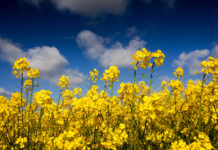 Из-за войны в Иране Украина может на треть увеличить площади под рапсом